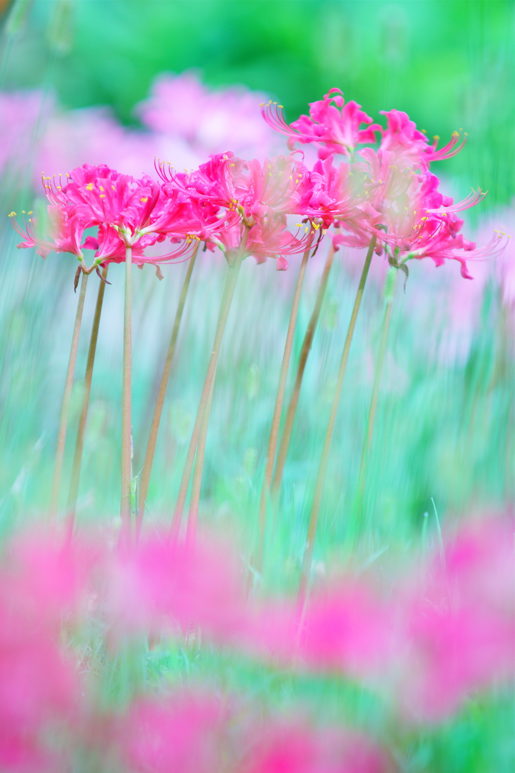 Lycoris