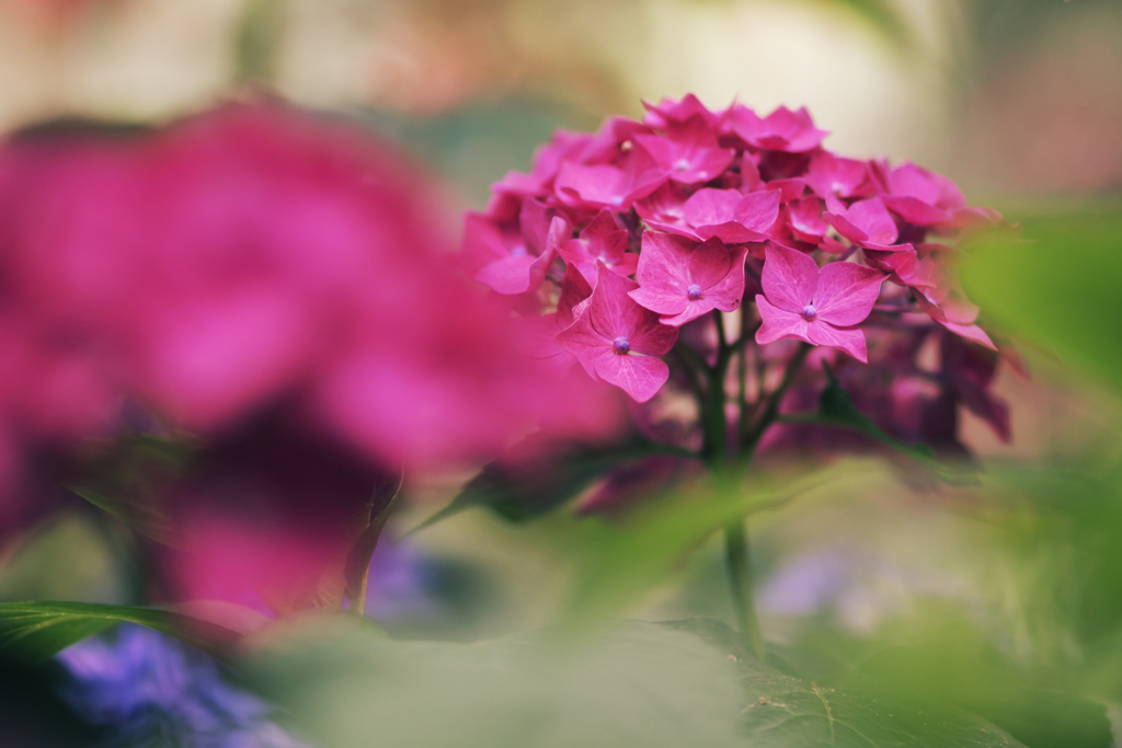 温室の紫陽花