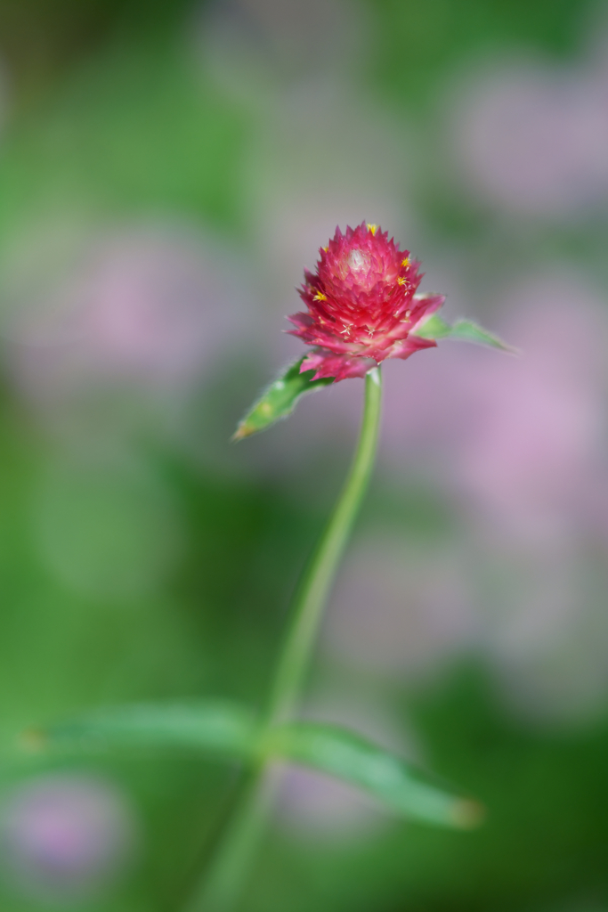 千日紅