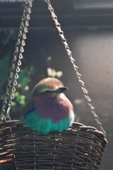 動物園の鳥さん　22　ライラックニシブッポウソウ