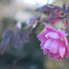 1 rose 2