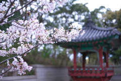 庭園の桜