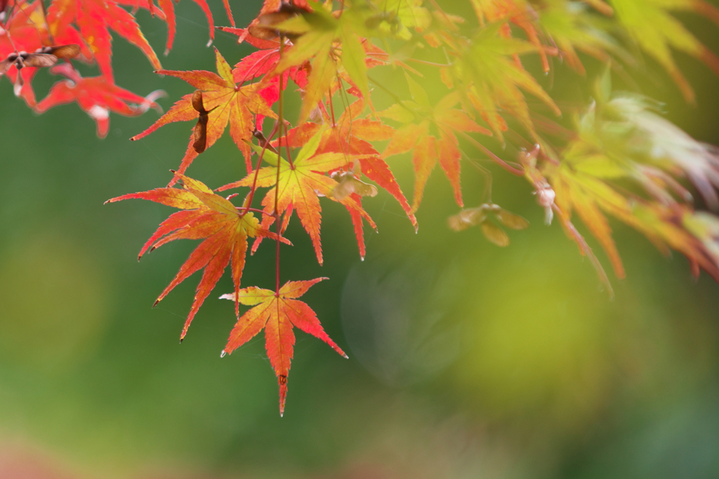 Japanese maple