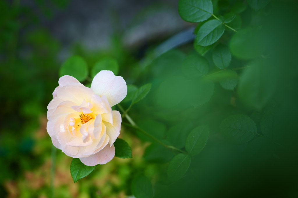 薔薇