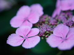 紫陽花