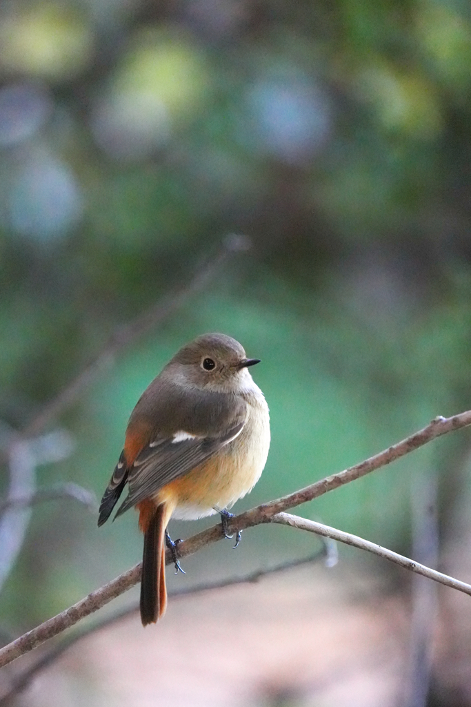 公園のジョビ　2