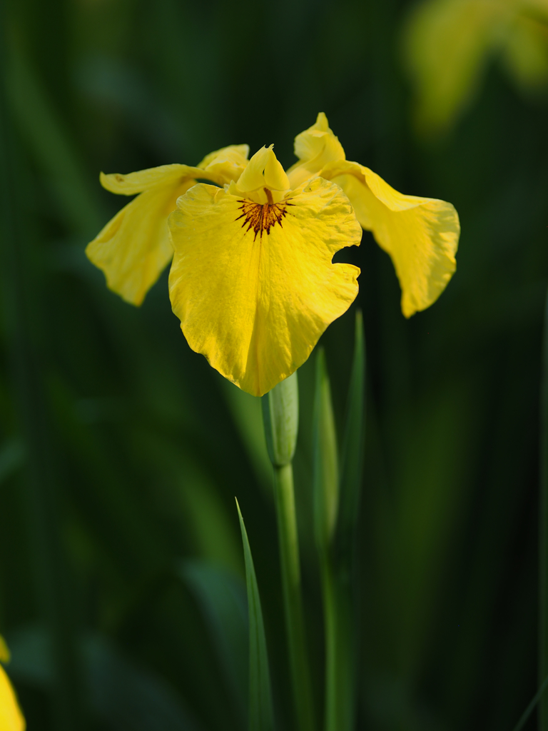 水辺に咲く花 By Index Id 写真共有サイト Photohito