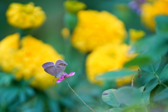 蝶と花