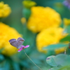 蝶と花