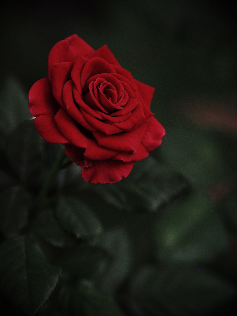 Healing of flowers
