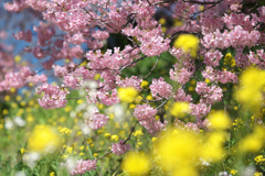 みなみの桜と菜の花まつり　