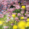 みなみの桜と菜の花まつり　