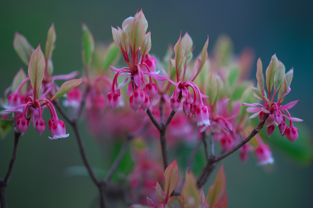 ピンクがきれいな花