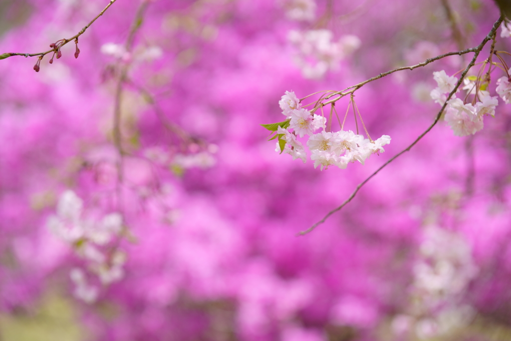 富士霊園の桜　6