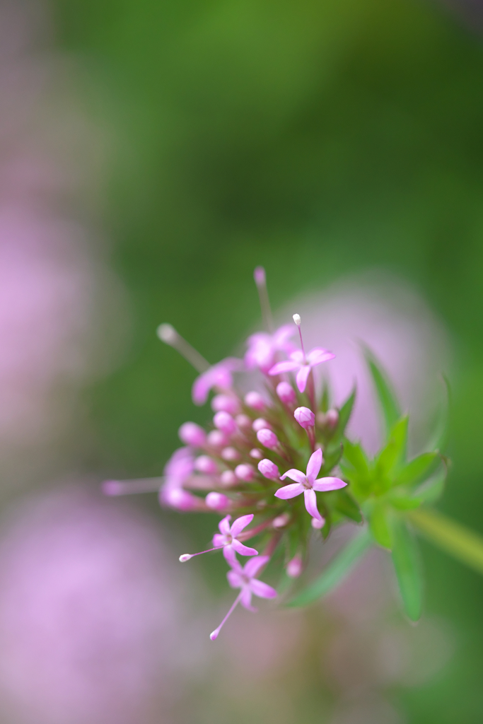 Unfamiliar flowers 2