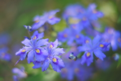 青花シャガ