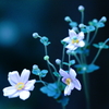 秋明菊