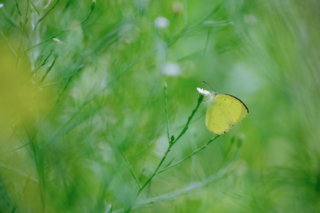 yellow kiss