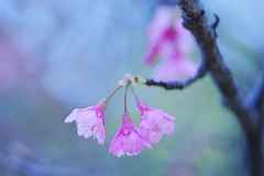 カンザンジザクラ