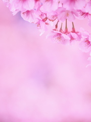 SAKURAIRO