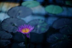 purity of heart
