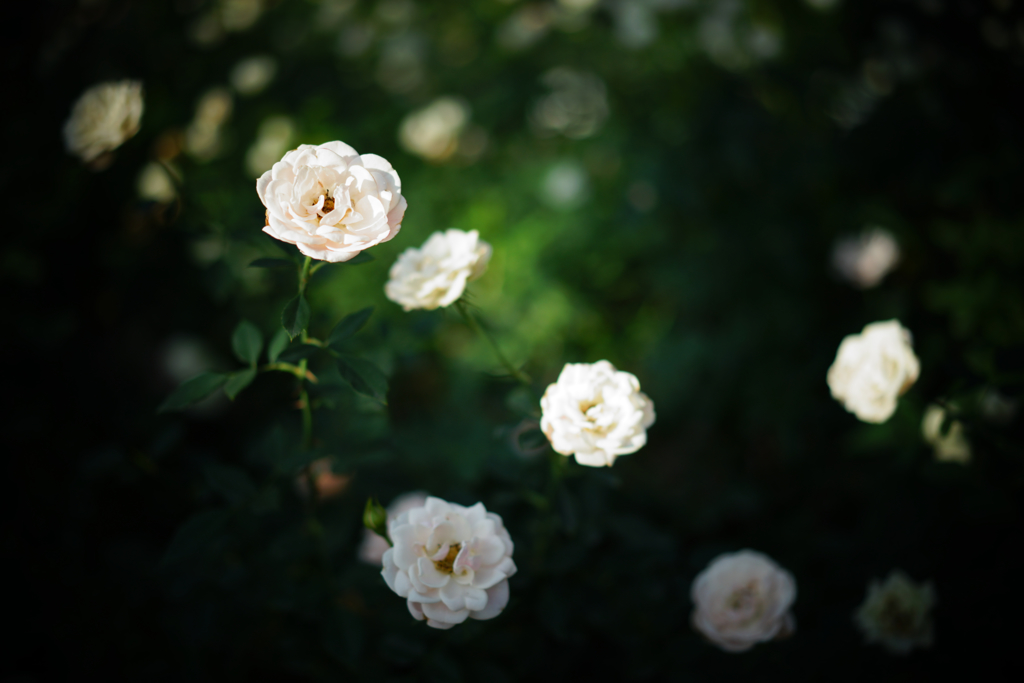 little rose