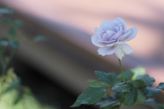 薔薇