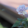 薔薇