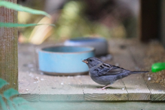 動物園の鳥さん　10　クロジさん
