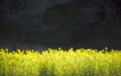 菜の花の絨毯