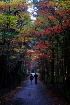 恋人たちの紅葉散策