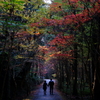 恋人たちの紅葉散策