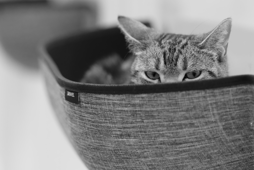 ひょっこりニャン