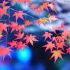 彩