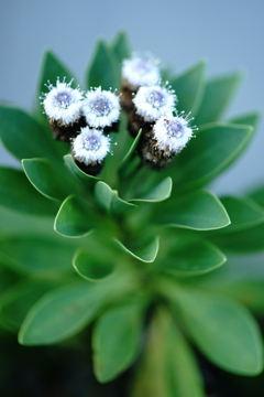 名も知らぬ植物