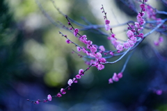 木漏れ日に紅梅