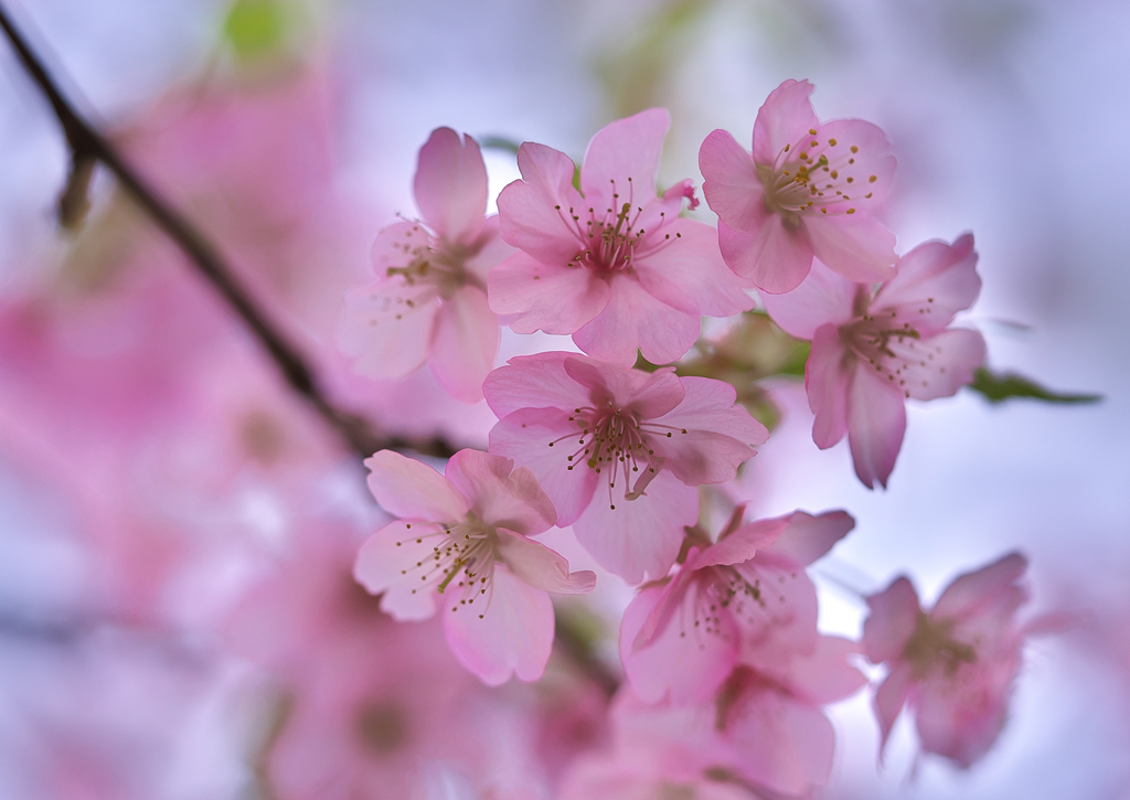 東大山河津桜祭　
