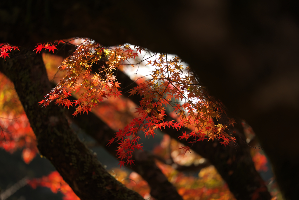 法多山の紅葉　4