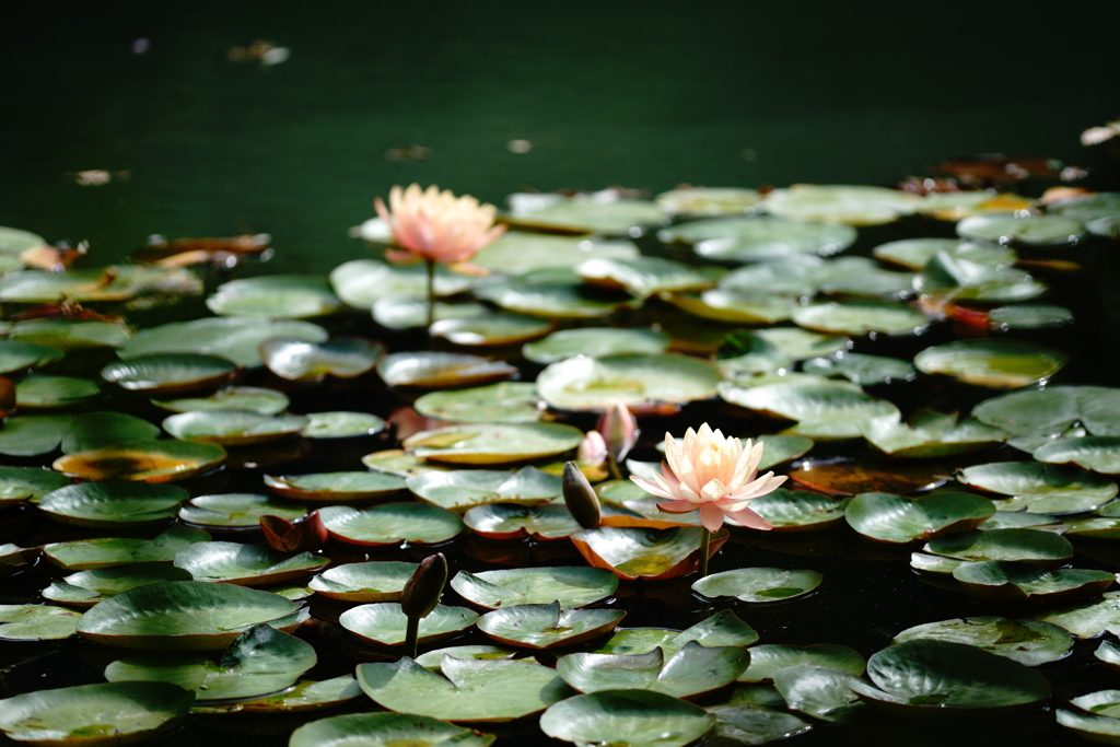 Nymphaea