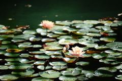 Nymphaea