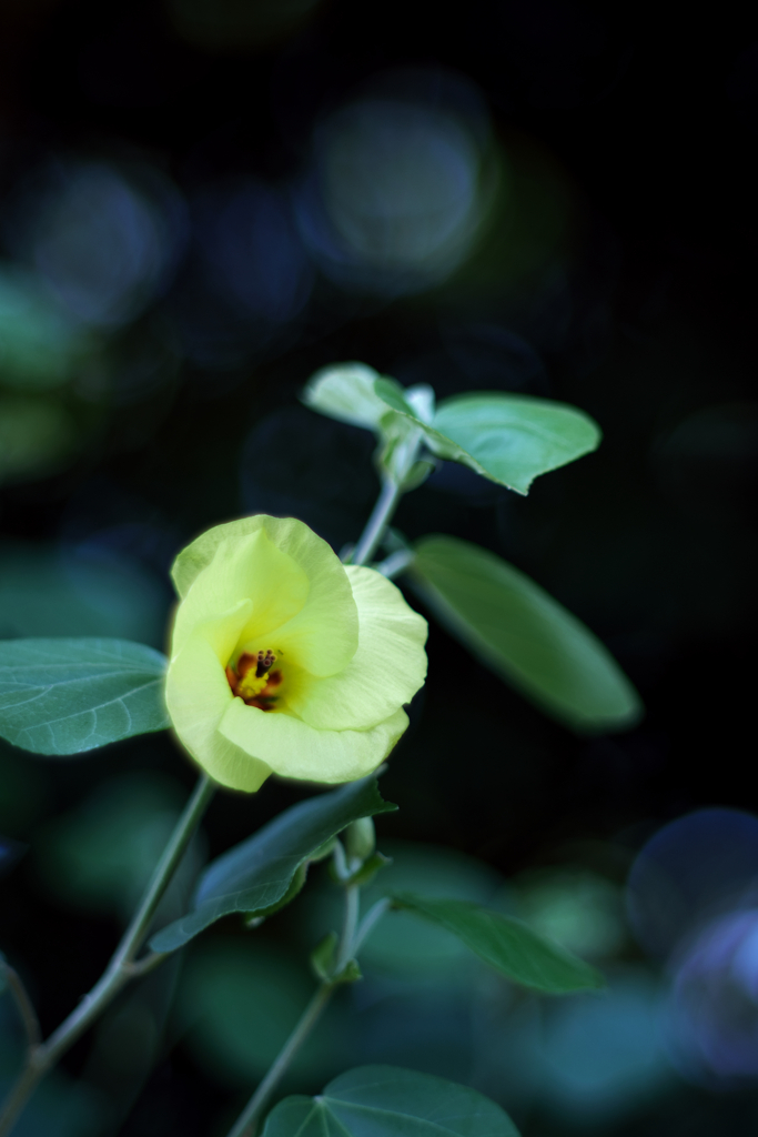 レモン色の花咲いて