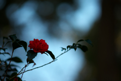 A Red