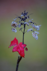 red leaves