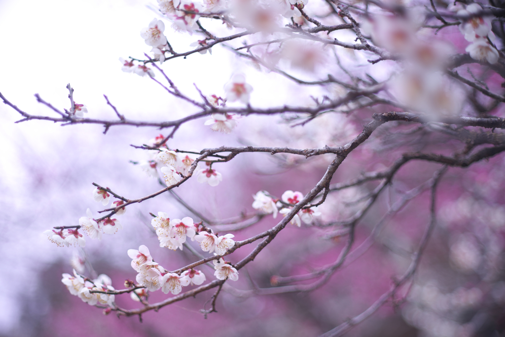 花開く