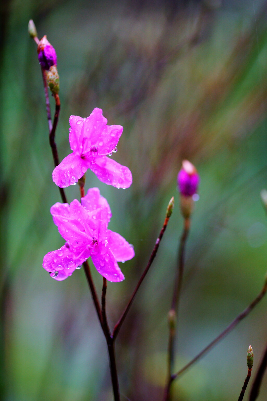 濡れ花