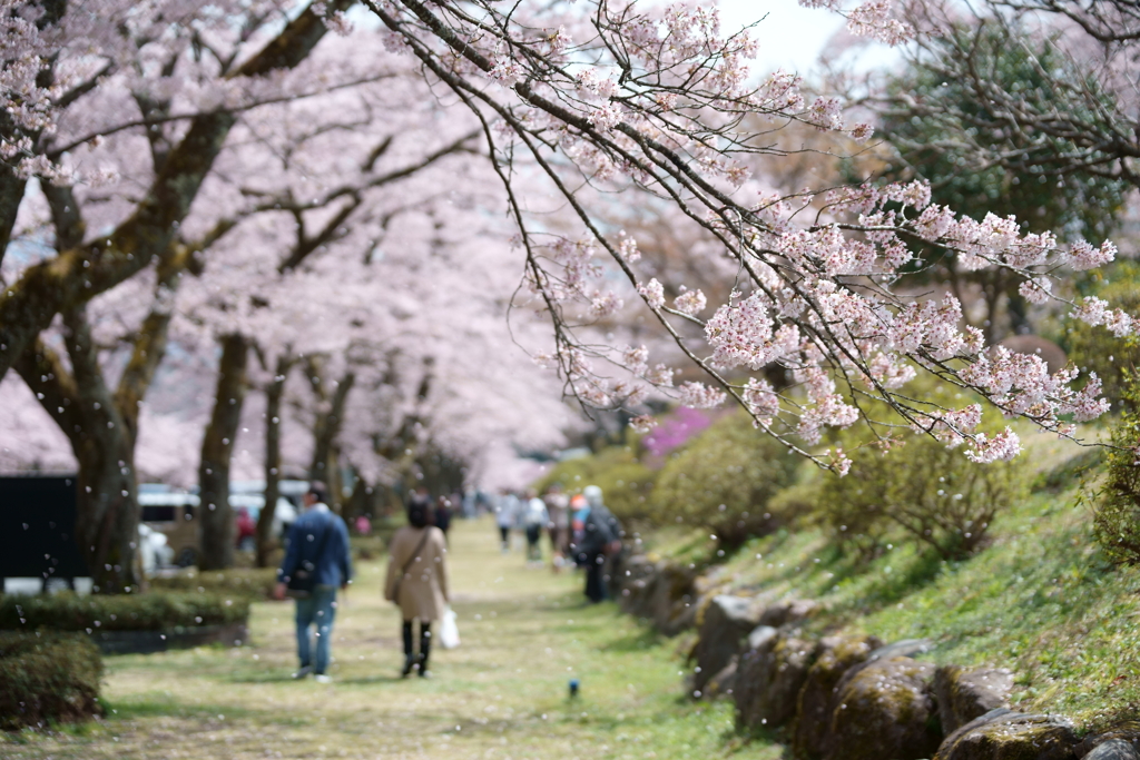 富士霊園の桜 3