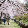 富士霊園の桜 3