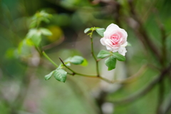 森の薔薇