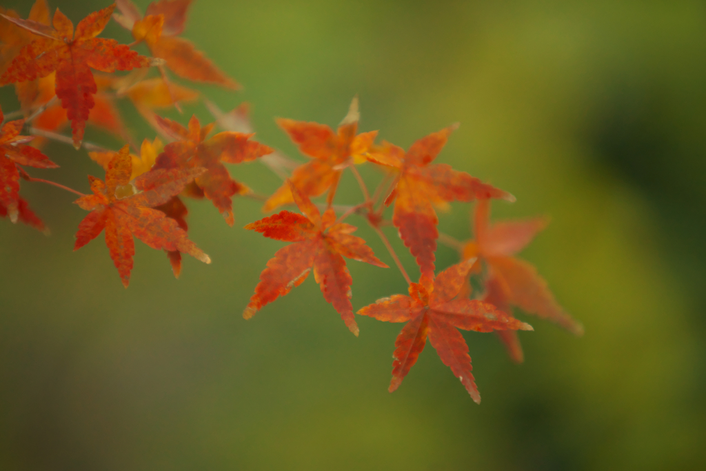 Autumn leaves like glass