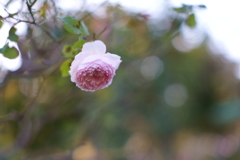a Rose 2